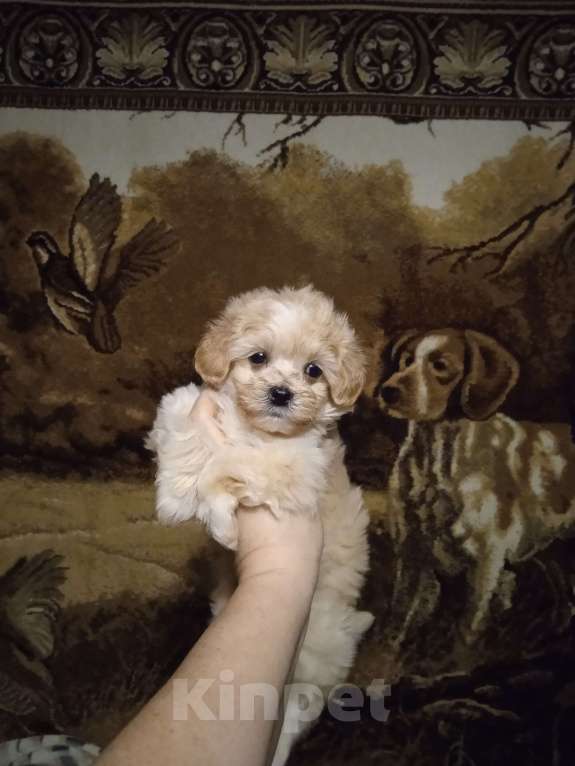 Собаки в Ярославле: Щенки мальтипу Девочка, 40 000 руб. - фото 3