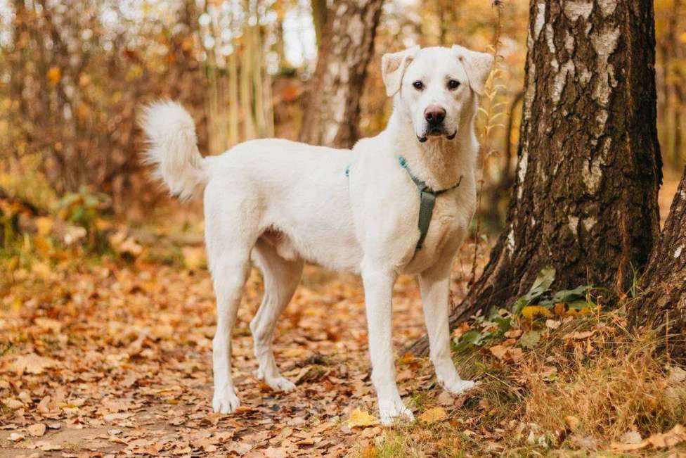 Собаки в Москве: Сахарок ищет дом Мальчик, Бесплатно - фото 2