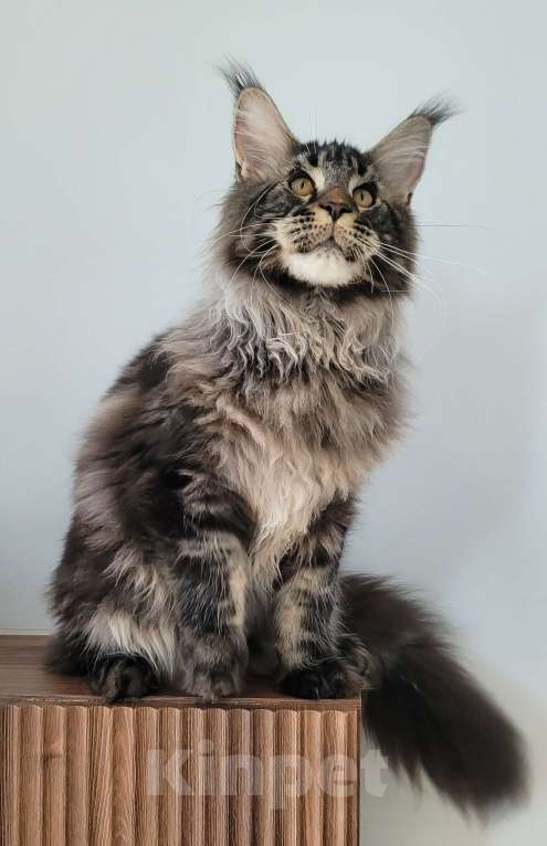 Кошки в Москве: Котенок чёрный мрамор Мальчик, 85 000 руб. - фото 2