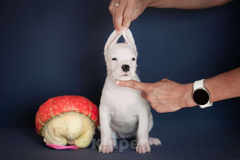 Собаки в Челябинске: Аргентинский дог щенки Мальчик, Бесплатно - фото 2