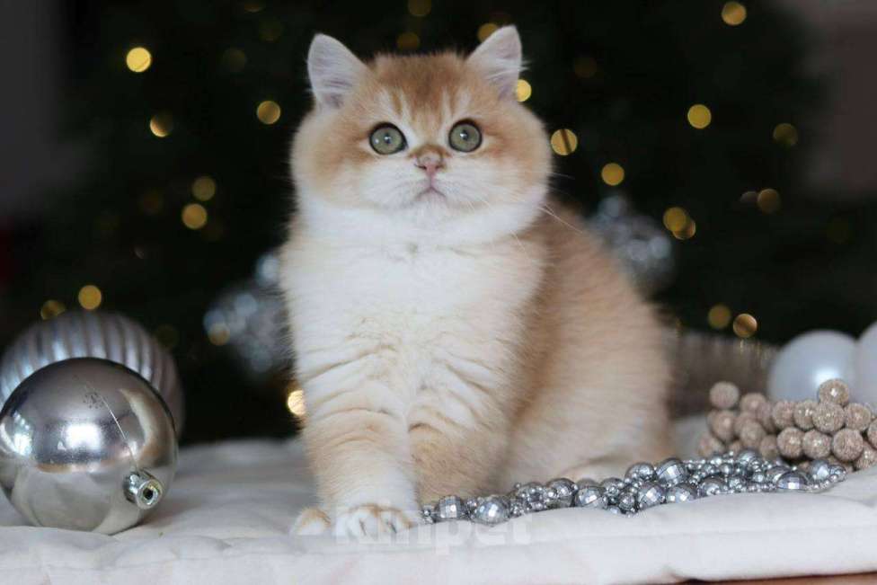 Кошки в Москве: Британский котенок Задор Мальчик, 100 000 руб. - фото 7