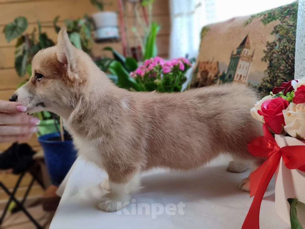 Собаки в Пересвете: Продаётся мальчишка шалунишка🥰 Мальчик, 50 000 руб. - фото 6