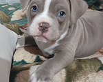Собаки в других городах Ростовской области: Американский булли  Мальчик, 90 000 руб. - фото 3