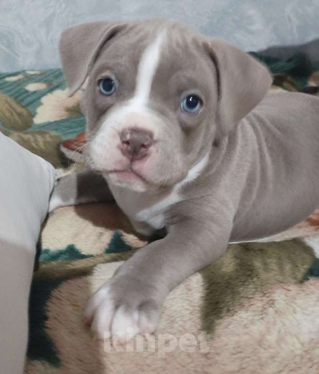 Собаки в других городах Ростовской области: Американский булли  Мальчик, 90 000 руб. - фото 3