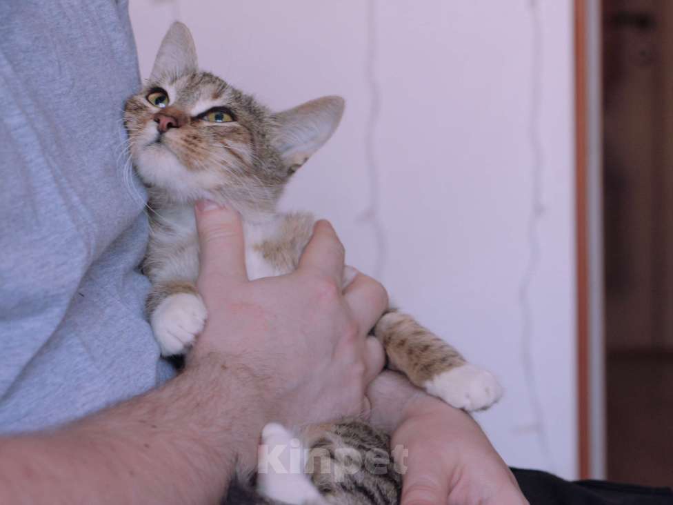 Кошки в Люберцах: Умная, ласковая, полосатая кошечка  Девочка, Бесплатно - фото 8