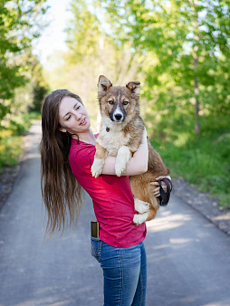 Объявление: Небольшая жизнерадостная собака-компаньон, Бесплатно, Москва