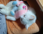 Кошки в Казани: Отдам кошку в хорошие руки Девочка, Бесплатно - фото 2