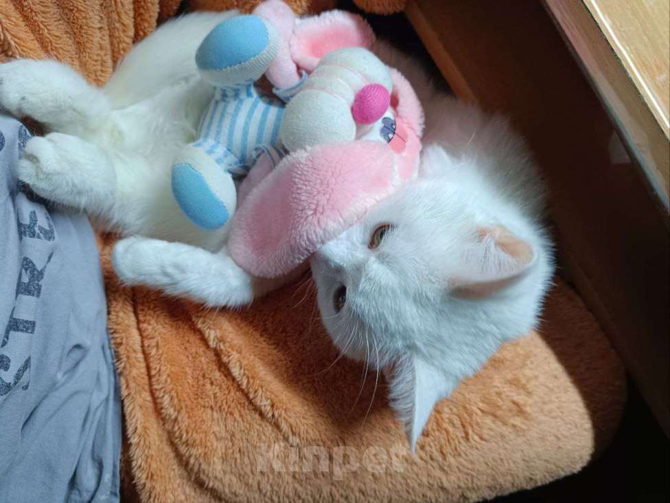 Кошки в Казани: Отдам кошку в хорошие руки Девочка, Бесплатно - фото 2