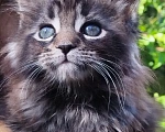 Кошки в Москве: Чистокровные котята Мейн кун Разнополые, 15 000 руб. - фото 6