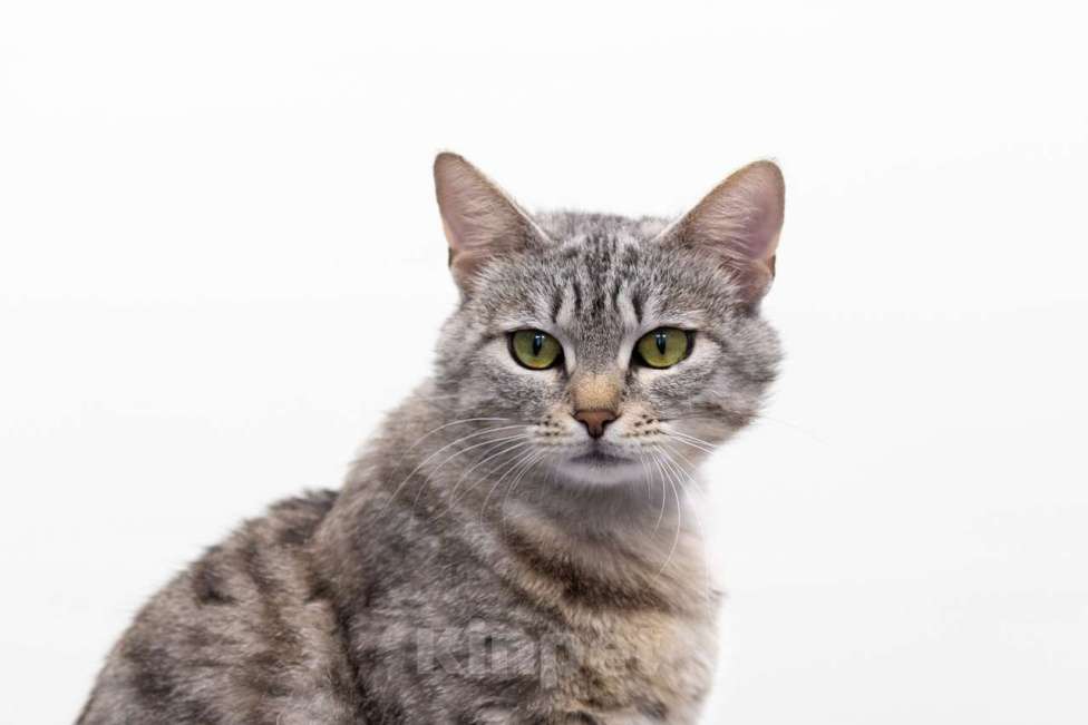 Кошки в Москве: Андриана Девочка, Бесплатно - фото 4