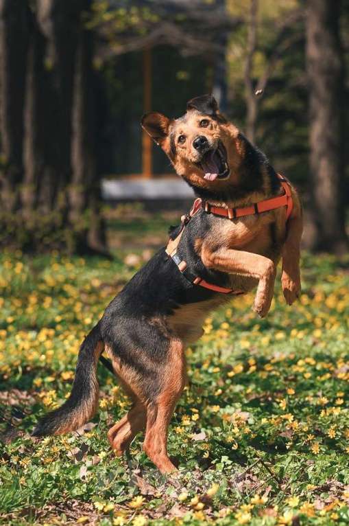 Собаки в Москве: Очаровательный сердцеед Шабак в поисках любящей семьи! Мальчик, Бесплатно - фото 6