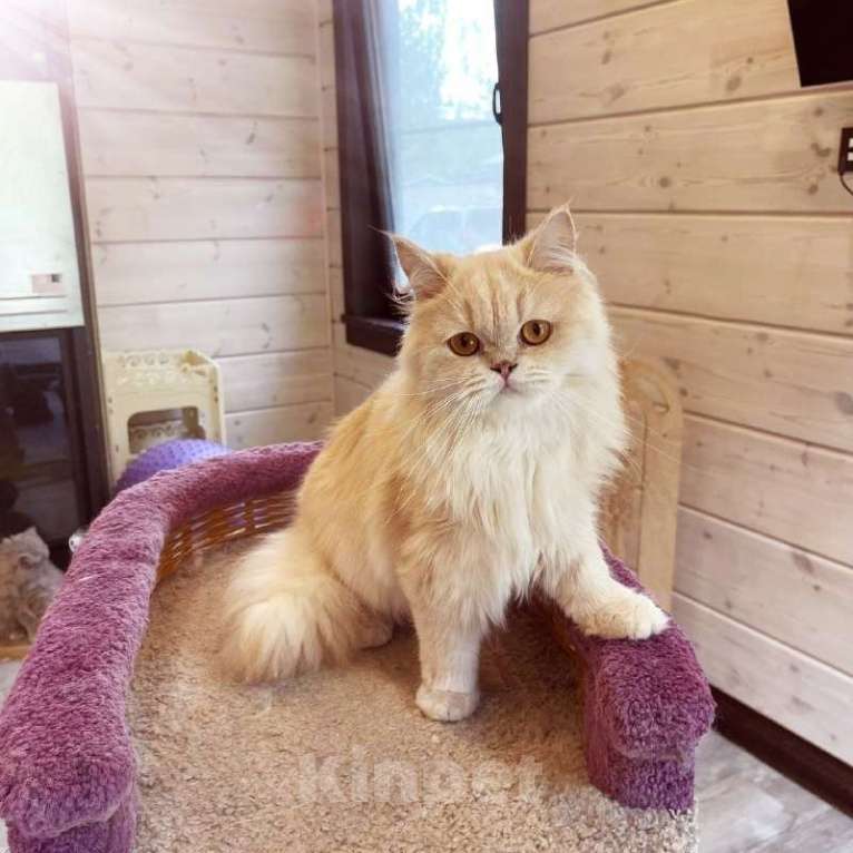 Кошки в Санкт-Петербурге: Кремовый котик Мальчик, 1 000 руб. - фото 2