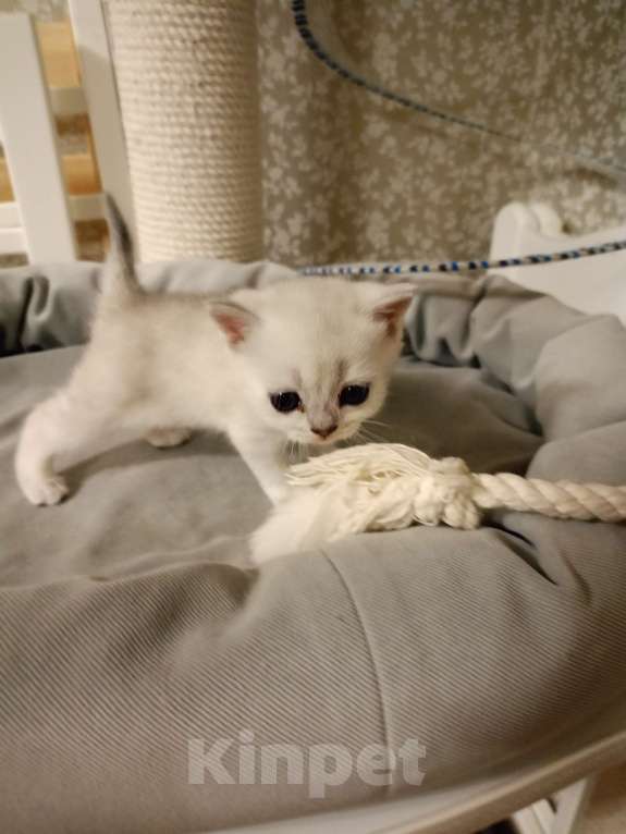 Кошки в Москве: Шотландский которебëнок Девочка, 20 000 руб. - фото 2