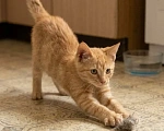 Кошки в Красногорске: Котенок мальчик 2,5 месяца ищет дом Мальчик, Бесплатно - фото 4