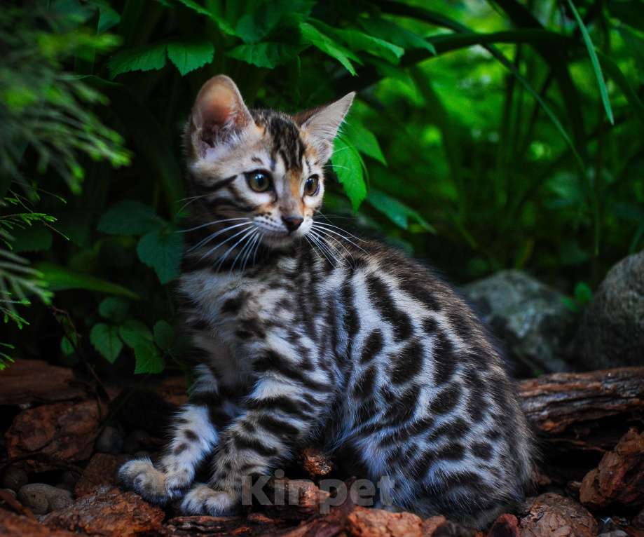 Кошки в Москве: Бенгальский котенок серебро Девочка, Бесплатно - фото 9