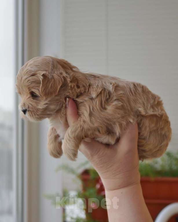 Собаки в Санкт-Петербурге: Щенки мальтипу F-1. разных окрасов. Разнополые, Бесплатно - фото 4