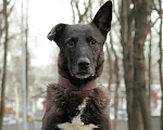 Собаки в Москве: Очаровательный Бобби в добрые руки  Мальчик, Бесплатно - фото 2