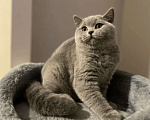 Кошки в Санкт-Петербурге: Голубая британская кошка в разведение Девочка, 45 000 руб. - фото 1