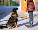 Собаки в Москве: Девочка, 1 год в добрые руки Девочка, Бесплатно - фото 2