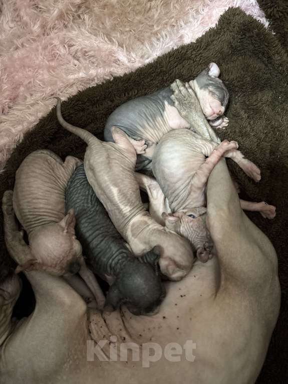 Кошки в Санкт-Петербурге: Эльф Мальчик, Бесплатно - фото 3