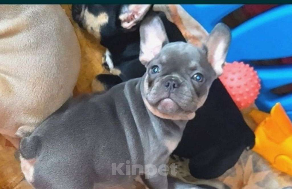 Собаки в Москве: Красивые голубые девочки Девочка, 90 000 руб. - фото 3