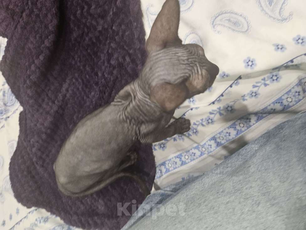 Кошки в Новороссийске: Канадский сфинкс котенок Девочка, 6 000 руб. - фото 6