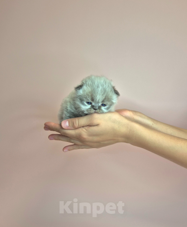 Кошки в Москве: Экзотические короткошерстные котята Девочка, Бесплатно - фото 9