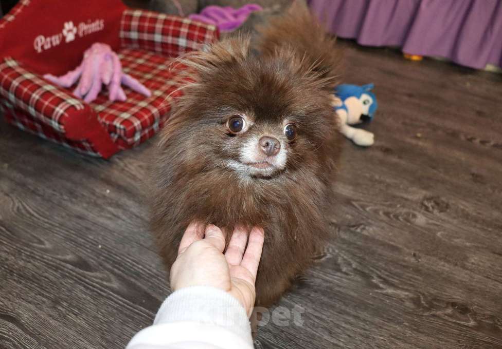 Собаки в Москве: Шоколадная девочка Девочка, 10 000 руб. - фото 3