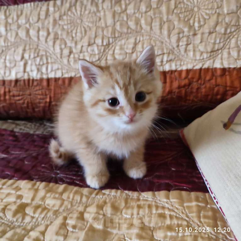 Кошки в Москве: Котята в добрые руки Мальчик, Бесплатно - фото 1