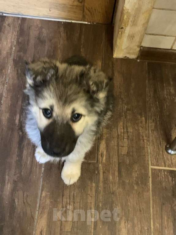 Собаки в Москве: Отдам щенка в добрые руки Девочка, Бесплатно - фото 4