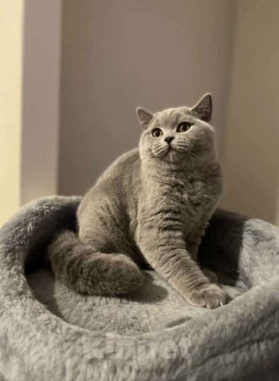 Кошки в Санкт-Петербурге: Голубая британская кошка в разведение Девочка, 45 000 руб. - фото 1