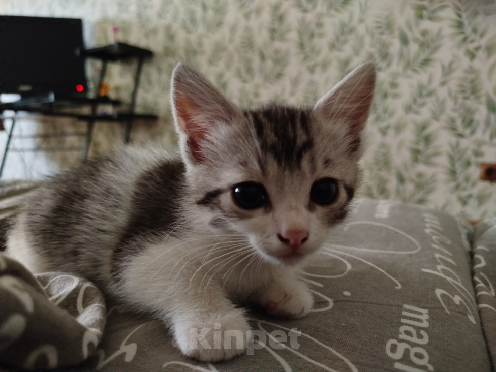Кошки в Волгограде: Три котенка ищут дом 🩷 Разнополые, Бесплатно - фото 3