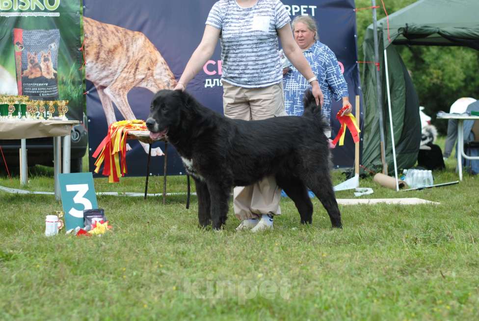 Собаки в Москве: Черный щенок сао Мальчик, 50 000 руб. - фото 3
