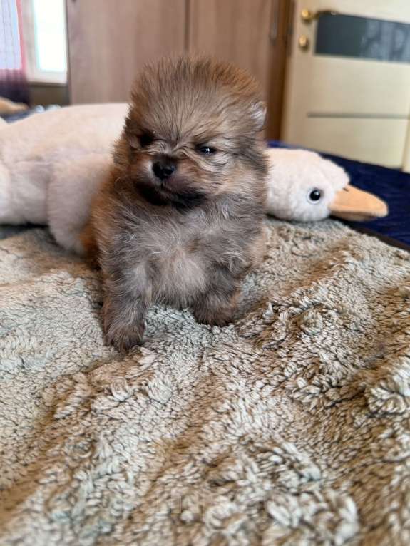 Собаки в других городах Московской области: Мини померашка мальчик Мальчик, 70 000 руб. - фото 3