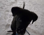 Собаки в Чебоксарах: щенок лабрадора метис  Мальчик, 500 руб. - фото 2