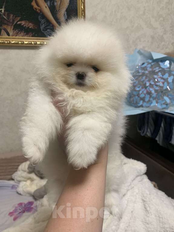 Собаки в Абакане: Девочка Померанский шпиц Девочка, 40 000 руб. - фото 3