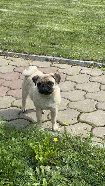 Собаки в Новокузнецке: Щенок мопса Девочка РКФ  Девочка, 40 000 руб. - фото 4