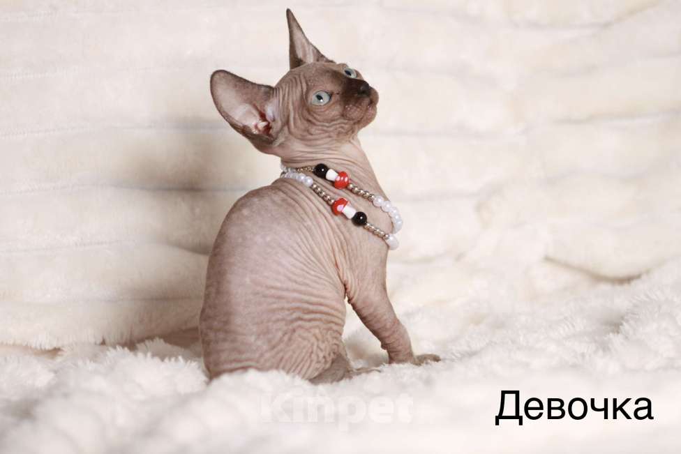 Кошки в других городах Московской области: Продаю котят канадского сфинкса Девочка, 25 000 руб. - фото 3