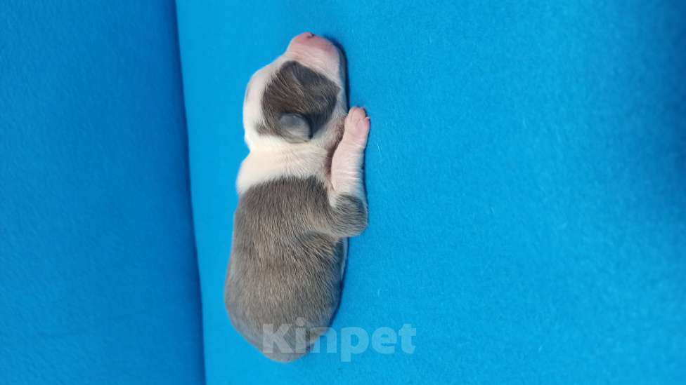 Собаки в Санкт-Петербурге: Кобель3 Мальчик, Бесплатно - фото 2