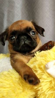 рыжий мальчик пти брабансона