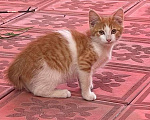 Кошки в Ногинске: Котята ищут дом Девочка, Бесплатно - фото 6