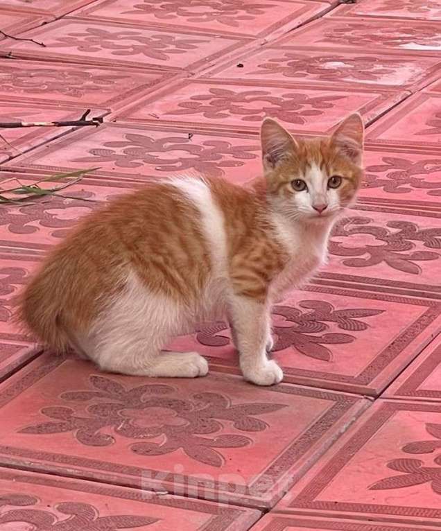 Кошки в Ногинске: Котята ищут дом Девочка, Бесплатно - фото 6