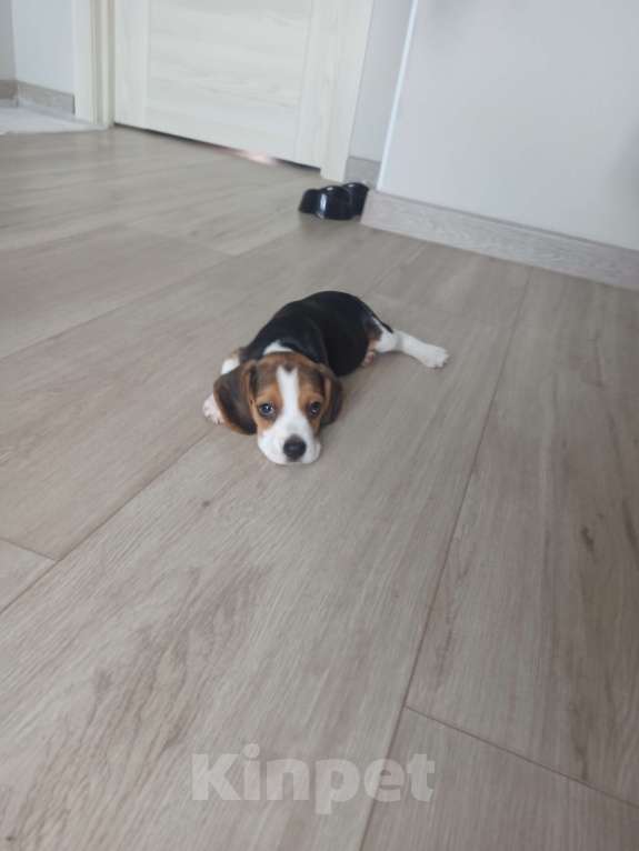 Собаки в Тюмени: Девочка щенок Девочка, 25 000 руб. - фото 4