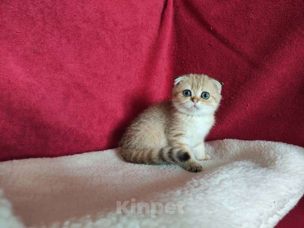 Кошки в Казани: Шотландская вислоухая золотая кошечка Ивента Девочка, 27 500 руб. - фото 5