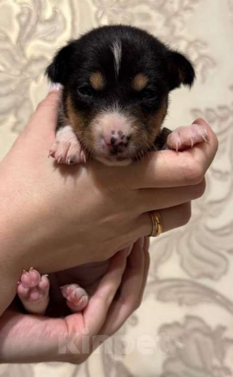 Собаки в Москве: Очаровательная девочка Басенджи Девочка, 90 000 руб. - фото 1