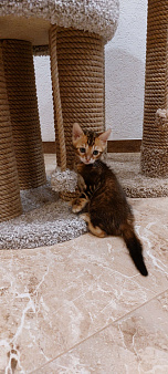 Девочка Лава