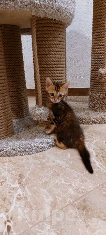 Кошки в Воронеже: Девочка Лава Девочка, 30 000 руб. - фото 1