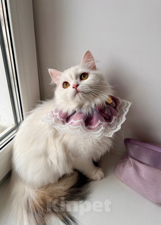 Кошки в Новосибирске: Кошка в добрые руки Девочка, Бесплатно - фото 3