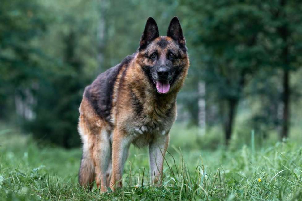 Собаки в Москве: Арчи Мальчик, Бесплатно - фото 3