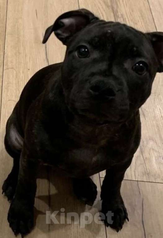 Собаки в Санкт-Петербурге: Щенки Стаффордширского бультерьера ( Англ.) Девочка, Бесплатно - фото 3